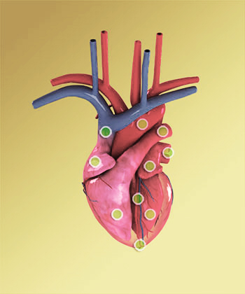 Serce Człowieka Budowa Anatomia Medmepl